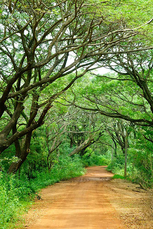 Endless Path-CP105.jpg